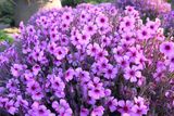 Geranium maderense