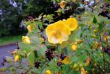 California Poppy