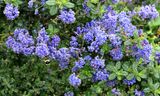 California Lilacs