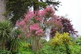 Tea Tree