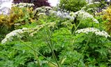Cow Parsnip