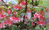 Begonia Foliosa