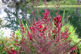 Manuka (Tea Tree)