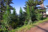 Echiums