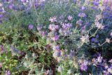 Purple Sage