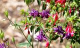 Common Columbine