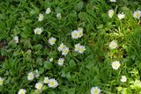 Common Daisy