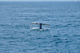 Whale watching tour north of Cape Cod