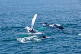 Whale watching tour north of Cape Cod