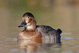 Common Pochard, female