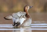 Common Pochard, female