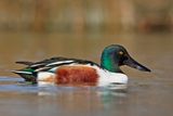 Northern Shoveler