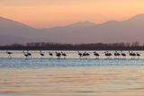 Flamingoes