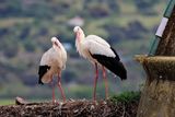 White Storks