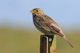 Corn Bunting