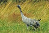 Common Crane