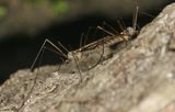 Symplecta cana