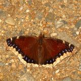 Mourning Cloak