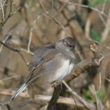 Dark-eyed Junco