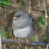 Slate-colored Junco ♂