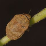 Orsilochides stictica