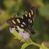 Hodges#9322 * Androloma disparata