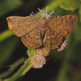 Red-bordered Metalmark. ♀