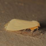 Hodges#8227 *  Yellow-winged Pareuchaetes * Pareuchaetes insulata
