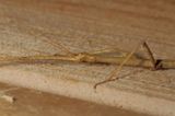 Genus Diapheromera