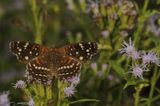 Texan Crescent ♀