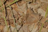 Tropical Leafwing