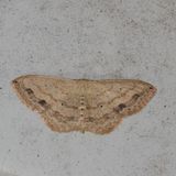 7086-7181 : Idaea, Leptostales, Waves