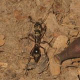 Subfamily Ponerinae
