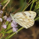 Checkered White