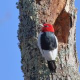 Red-headed Woodpecker