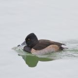Ring-necked Duck ♂
