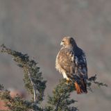 Red-tailed Hawk