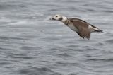 Long-tailed Duck ♂