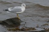 Ring-billed Gull