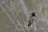 Costas Hummingbird ♂