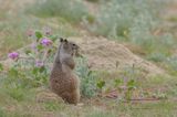 California Ground Squirrel