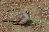 White-crowned Sparrow