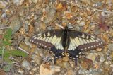 Desert Black Swallowtail