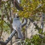 Black-tailed Gnatcatcher