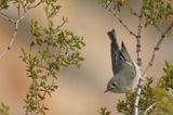 Ruby-crowned Kinglet