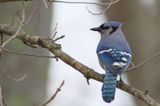 Blue Jay