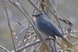 Gray Catbird