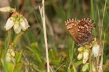 Eastern Pine Elfin