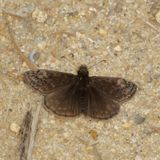 Juvenals Duskywing