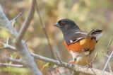 Eastern Towhee ♂